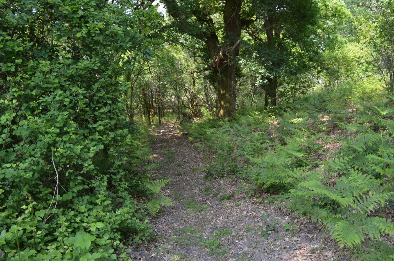 Cabane En Foret Onesse-et-Laharie Bagian luar foto